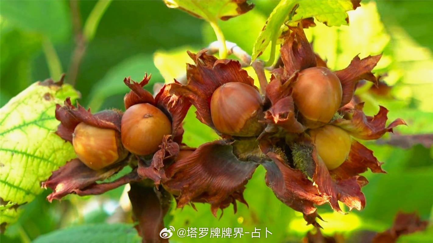 榛树的力量，堪比战略武器的惊人效果