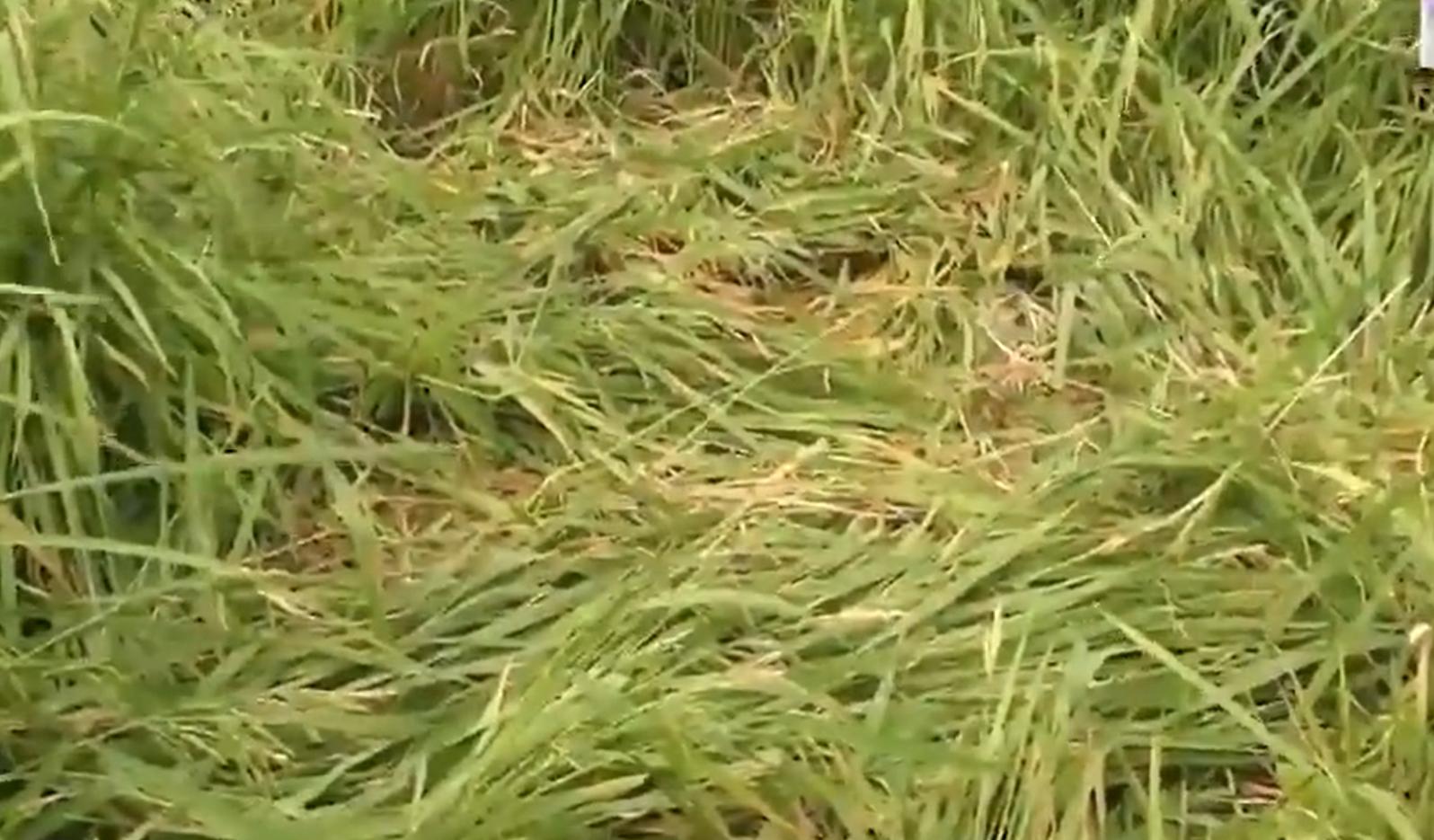 揭秘野猪出没地，探寻肇事源头