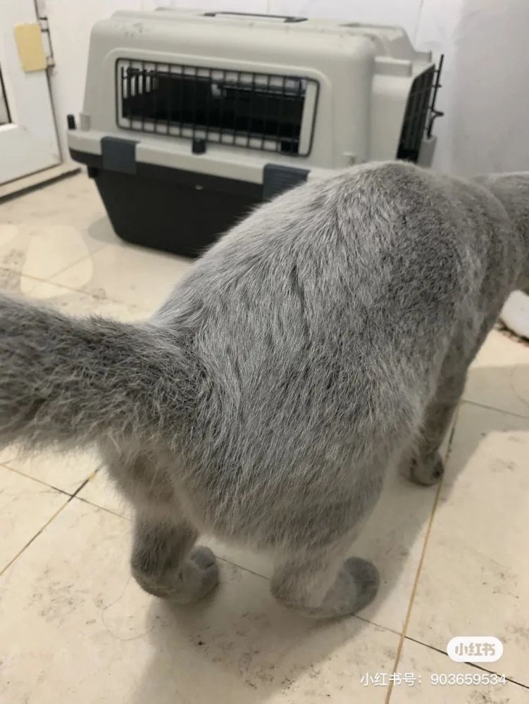 猫咪高空遇险，英勇老人扫帚救援行动！