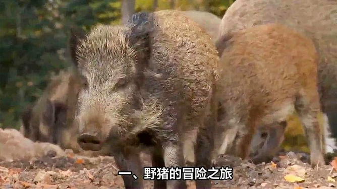 男子机智应对野猪闯入事件
