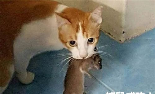 猫咪携仓鼠出逃，男主人紧张报信瞬间