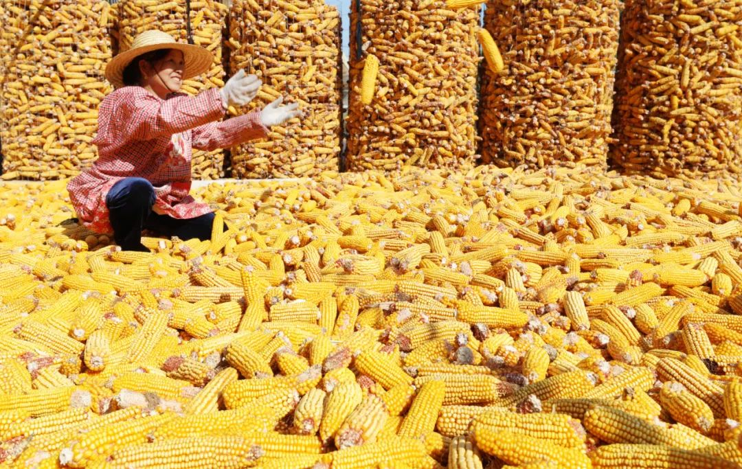农业农村部启动新季玉米储备收购，保障粮食安全与产业繁荣