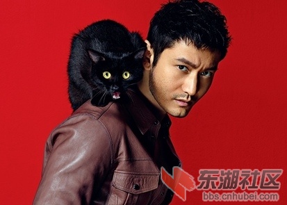 黄晓明与猫界明星携手，跨界合作共展爱心温暖