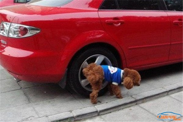 狗尿轮胎事件引发争议，车主威胁与狗主人清理责任探讨
