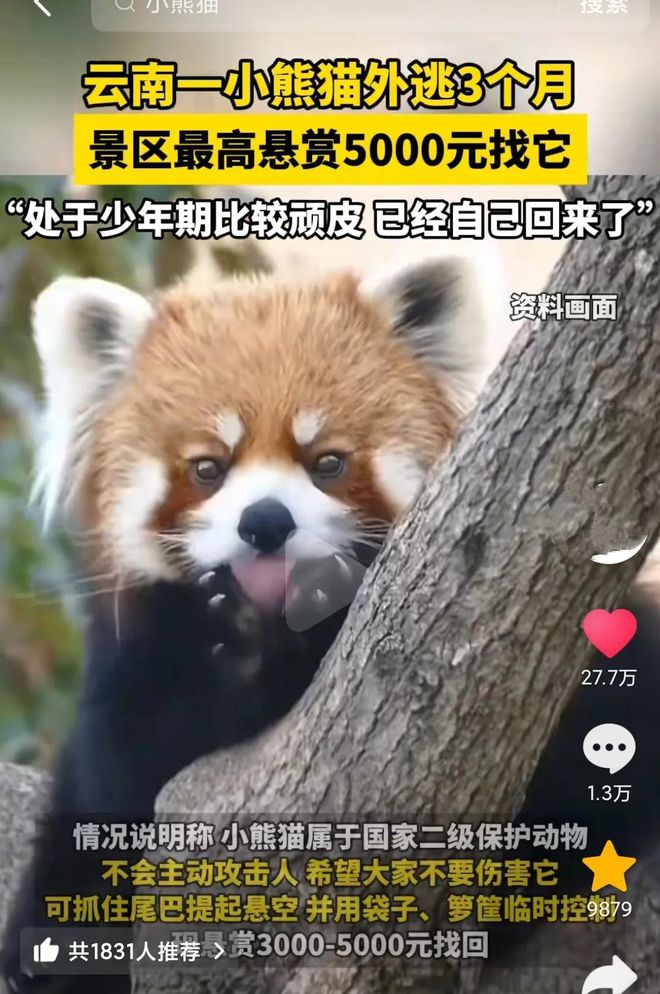 小熊猫出逃被逮记，大尾巴成捉拿线索