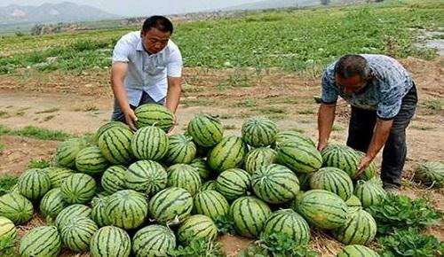 宁夏西瓜涨价引发瓜农与客商纷争风波