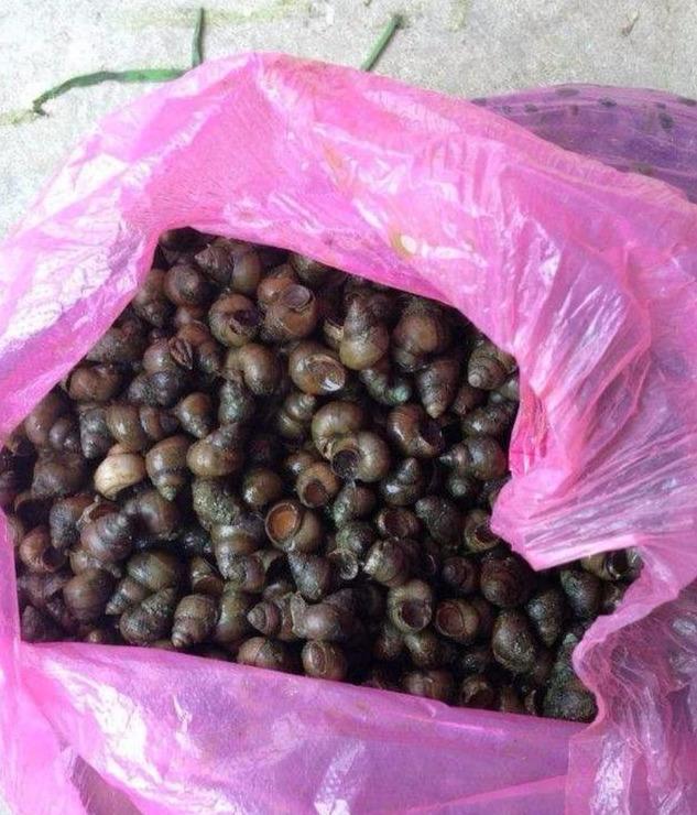 江苏美食狂欢，螺蛳成抢手货，二十万斤螺蛳两天被十万游客一扫而空