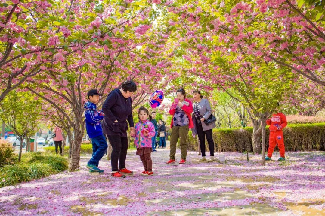 第十届中国鹤壁樱花季启幕，绚烂樱花盛宴盛大开启