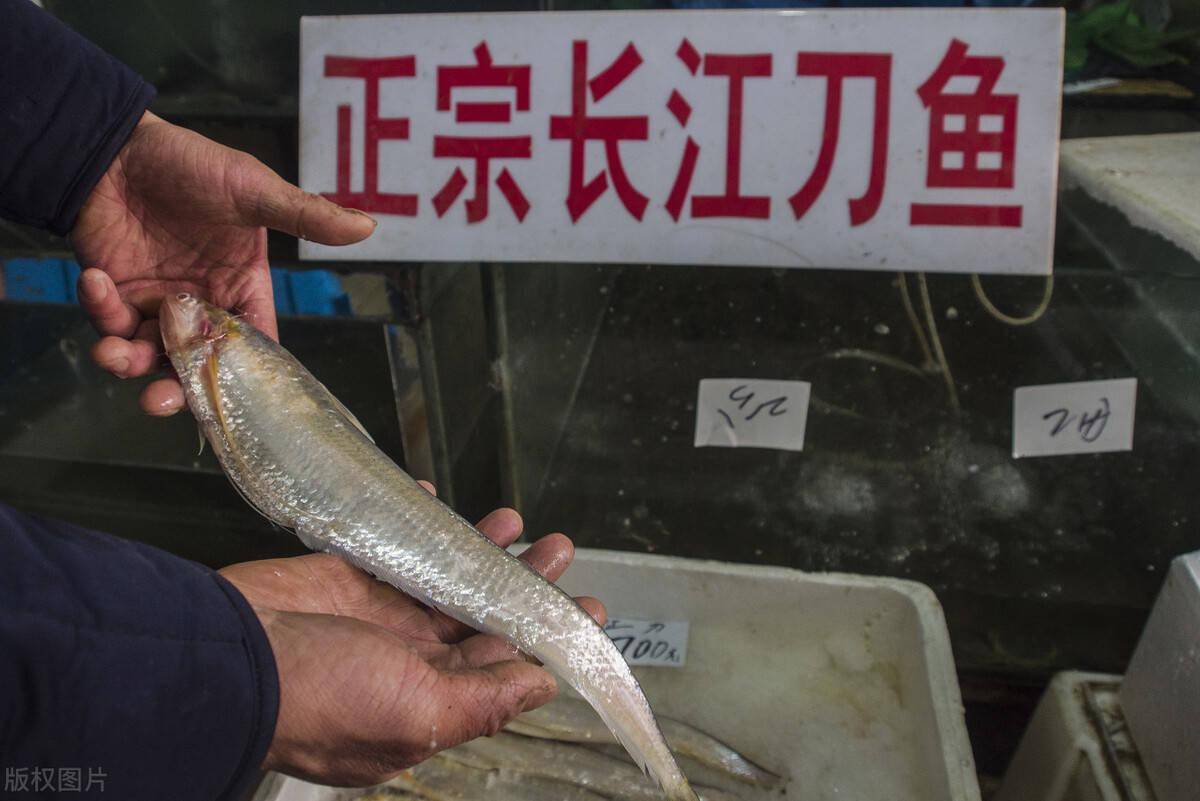 长江禁捕后餐桌上的刀鱼来源揭秘