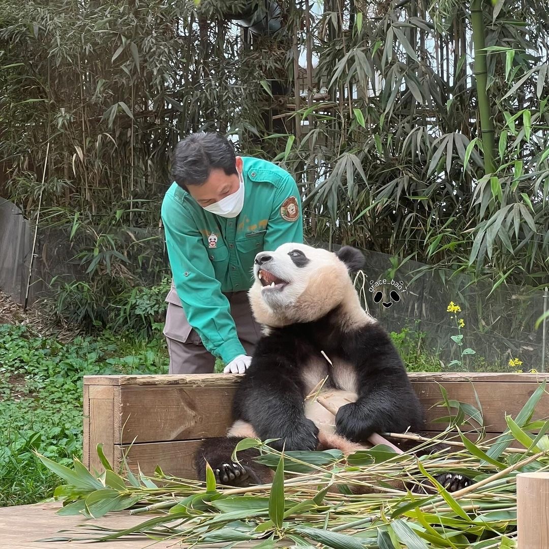 大熊猫福宝外场生活适应进展顺利