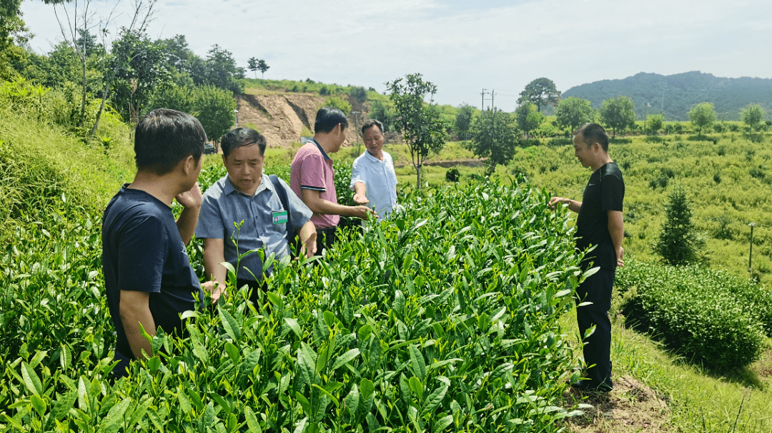 镇政府回应农户种茶受阻事件，深化沟通保障农户权益权益