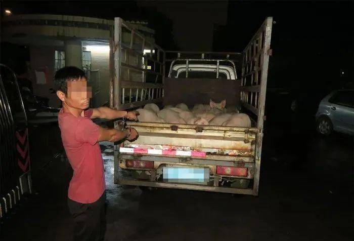警方回应生猪一夜暴瘦事件，探寻真相与民生保障行动