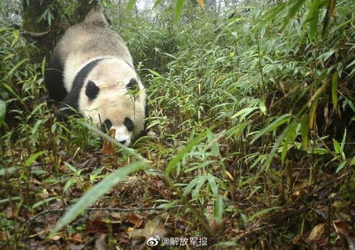 大熊猫林阳野放传闻与去世谣言的官方辟谣
