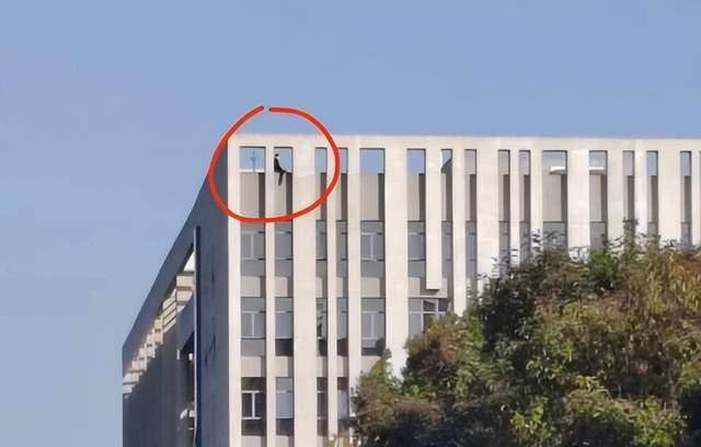 教师学术不端引发学生跳楼事件，高校紧急通报处理