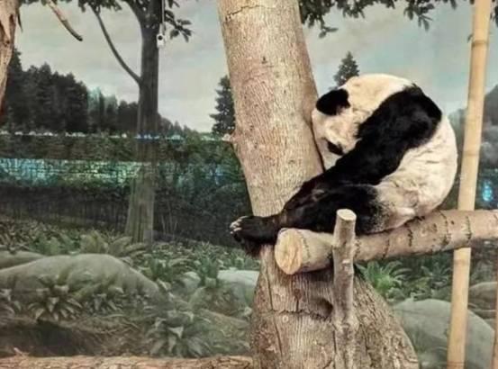 北京动物园准备迎接新成员——丫丫亮相时刻