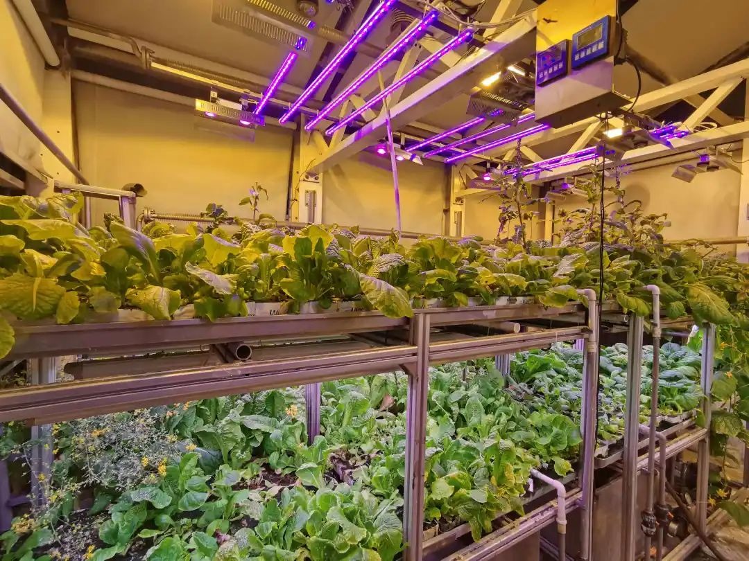 温室大棚下的变种菜超级工厂，农业科技的未来探索
