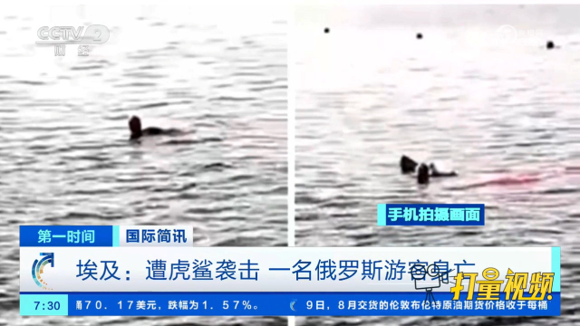 埃及惊魂，俄游客遭遇虎鲨袭击的悲剧事件
