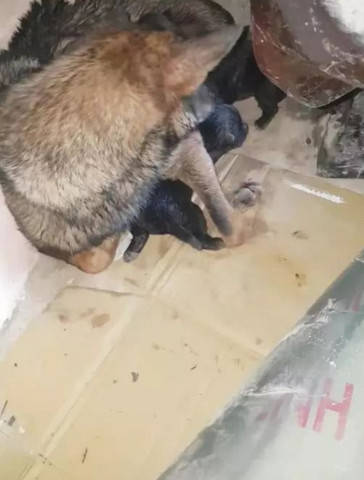 暴雨来袭，家中抢救物品时遗忘狗狗的惊险时刻