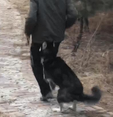 女研究生遛狗致狗狗累趴，事件回顾