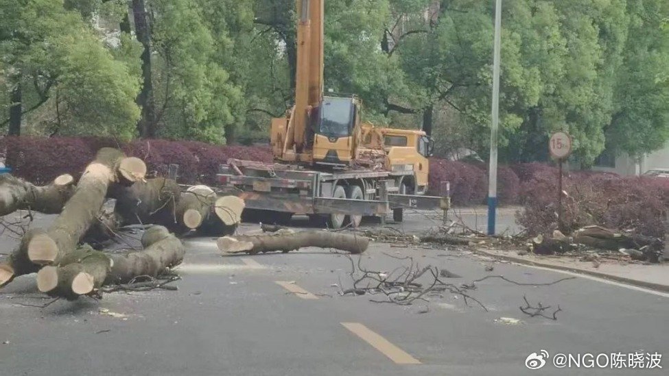 误砍社区老樟树，回应与反思之声