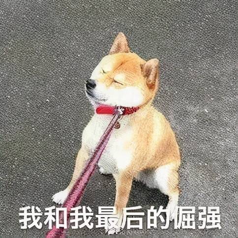 唯一单身狗的心声，飞奔向你