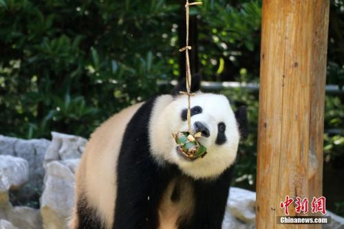 大熊猫体验端午习俗的独特魅力之旅