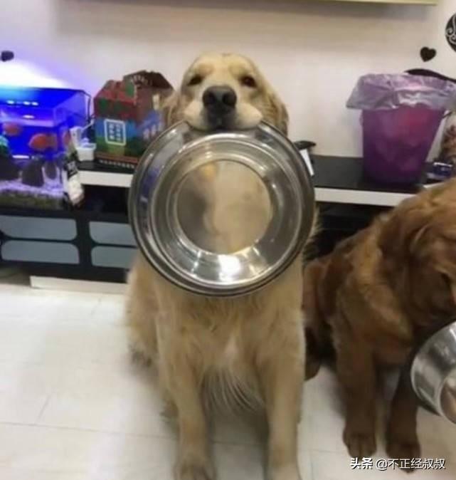 两个月大狗狗的军事化训练之旅，主人与宠物的共同成长之路揭秘