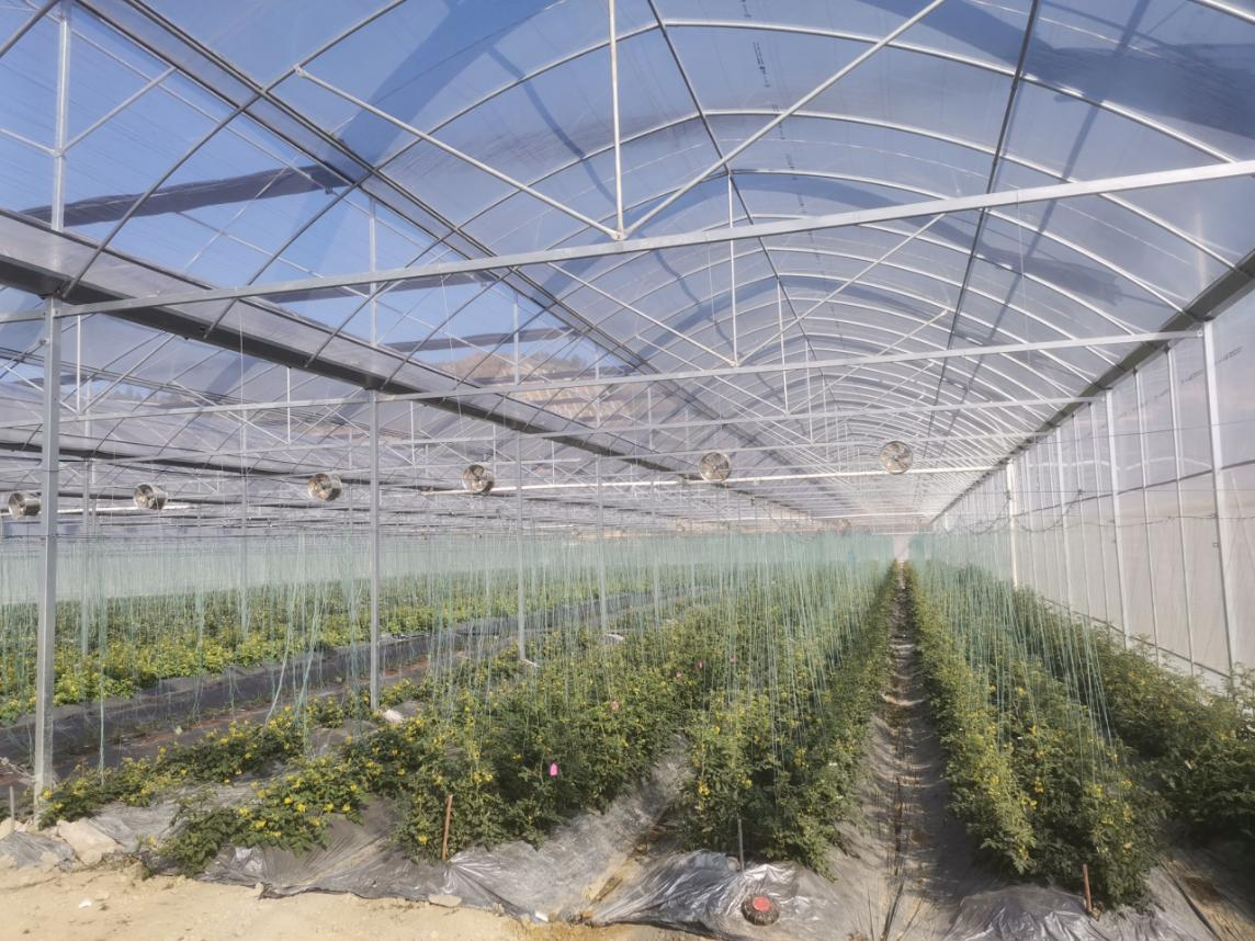 温室大棚下的变种菜超级工厂，农业科技的革命性突破