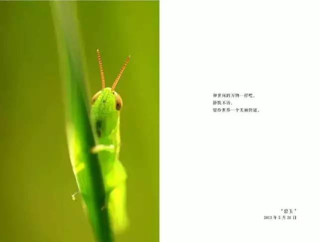 飞行生物选择翅膀的原因