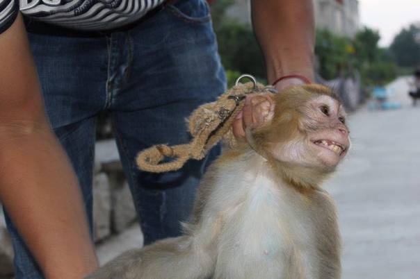 皮筋猴与神经病们的异想天开之旅