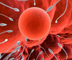 科学家发现精子温控开关，揭示神秘奥秘的新突破
