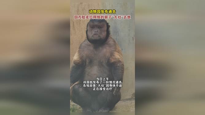 国字脸猴子大壮的离别之痛