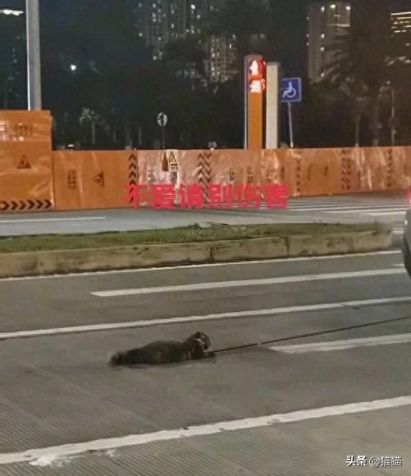 海口车辆拖猫事件，详细视频记录与深度解析