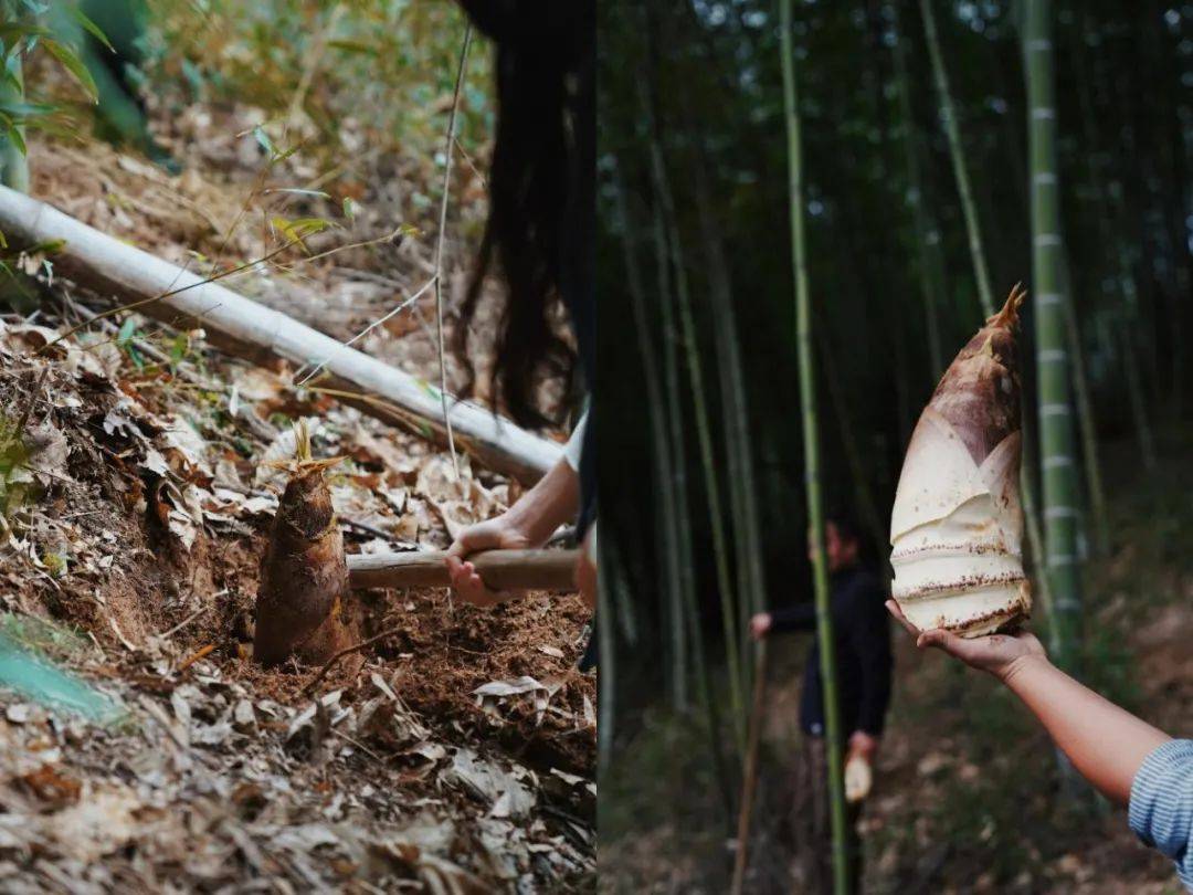 浙江人基因中的笋情，一生之味