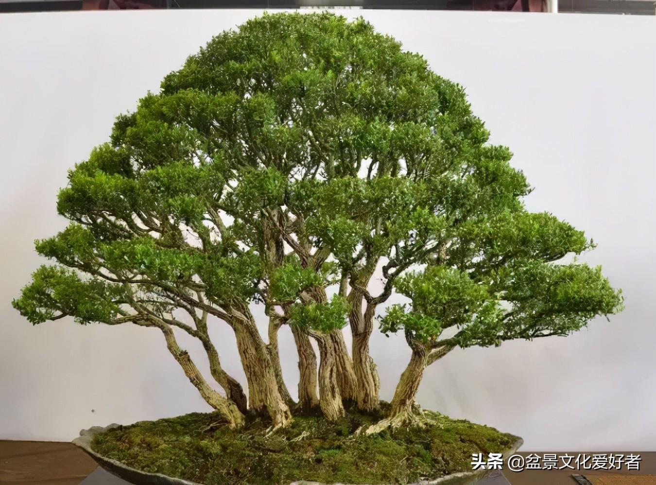黄杨爸爸面临困境，7亿项目招商未果的挑战