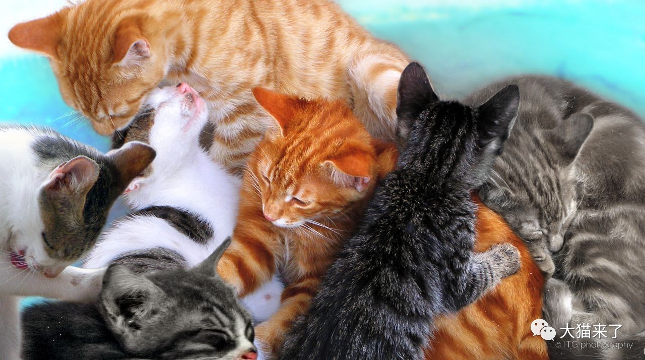 猫，西方传入还是本土驯化的物种？