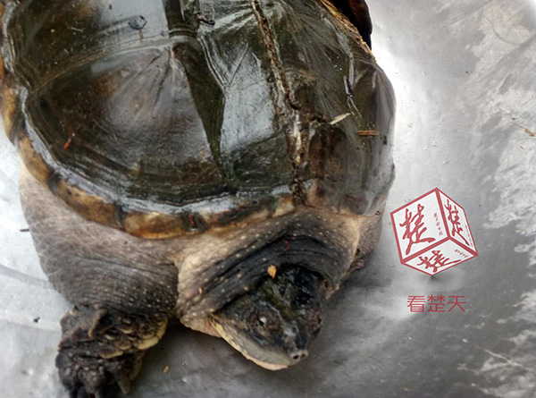 北京水域惊现鳄龟，弃养或放生引担忧，潜在危险不容小觑