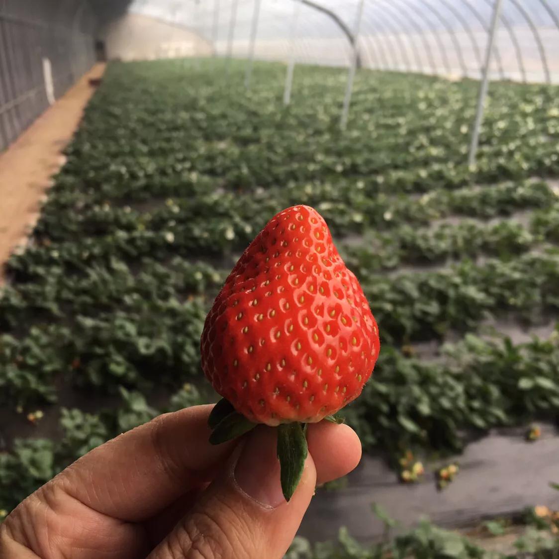 草莓种植的真相，农药使用并非唯一决定因素